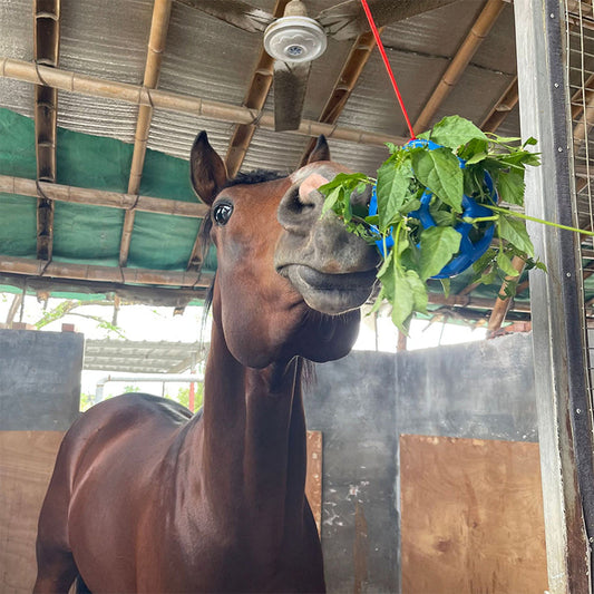 Lunesouri - Boule de gâterie pour chevaux